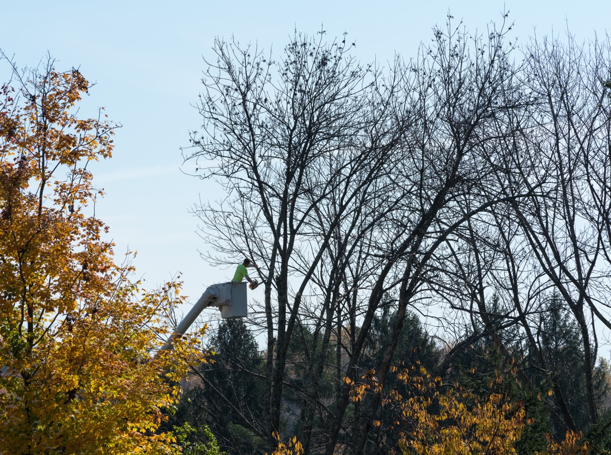 A tree-service worker in a bucket lift trimming a large tree
