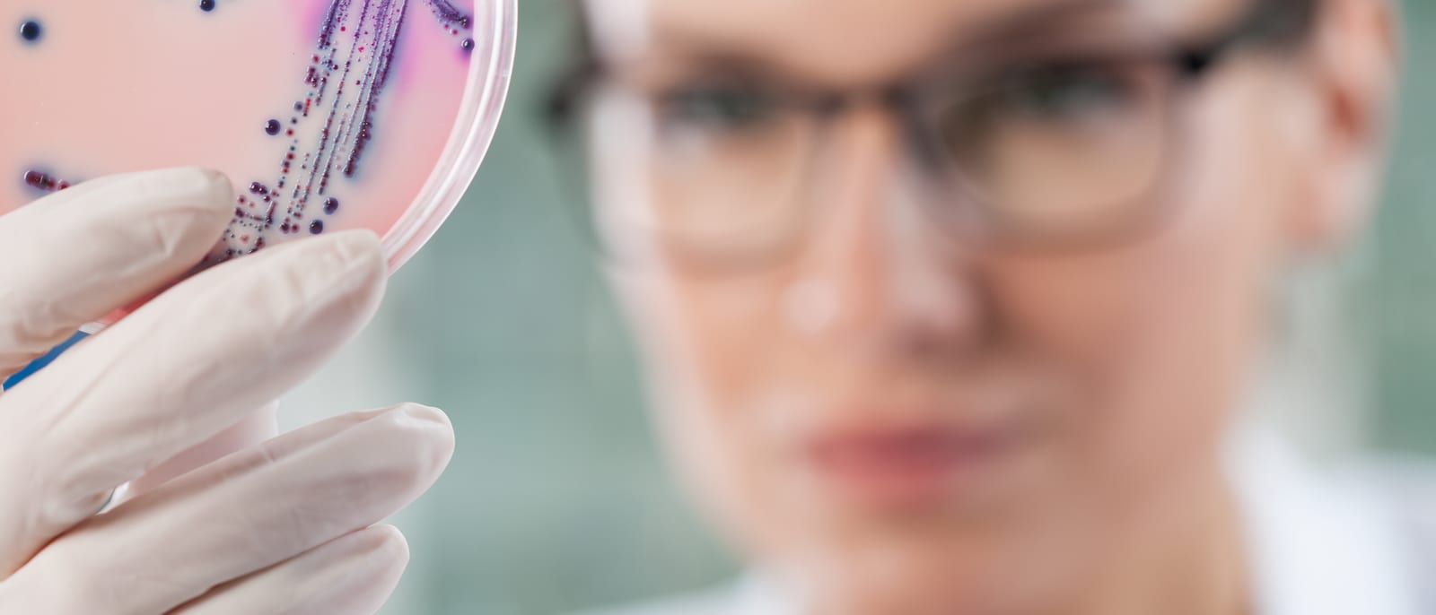 A microbiologist examining bacterial cultures in petri dishes in a research laboratory