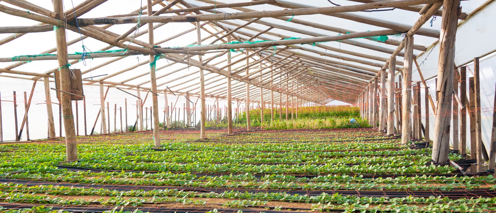 Rows of flowering heather plants in a commercial greenhouse nursery