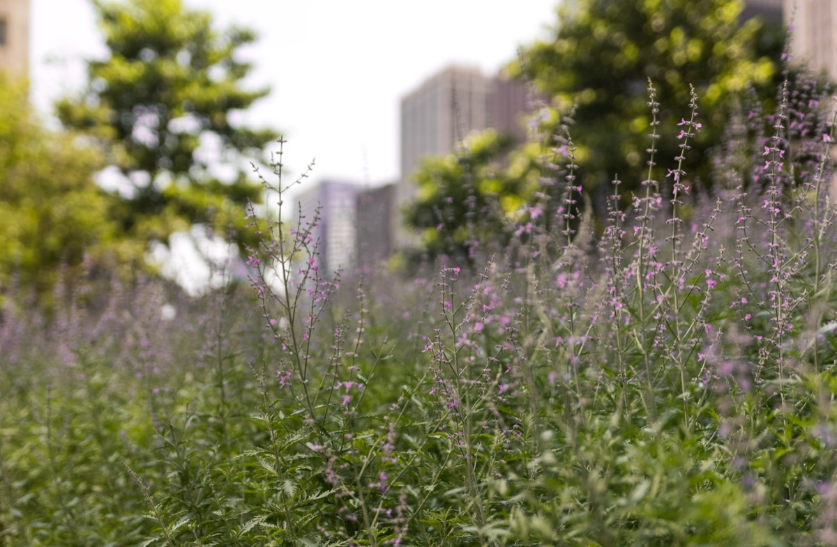 A large oval bed of mixed native wildflowers in an urban park with a city skyline behind it