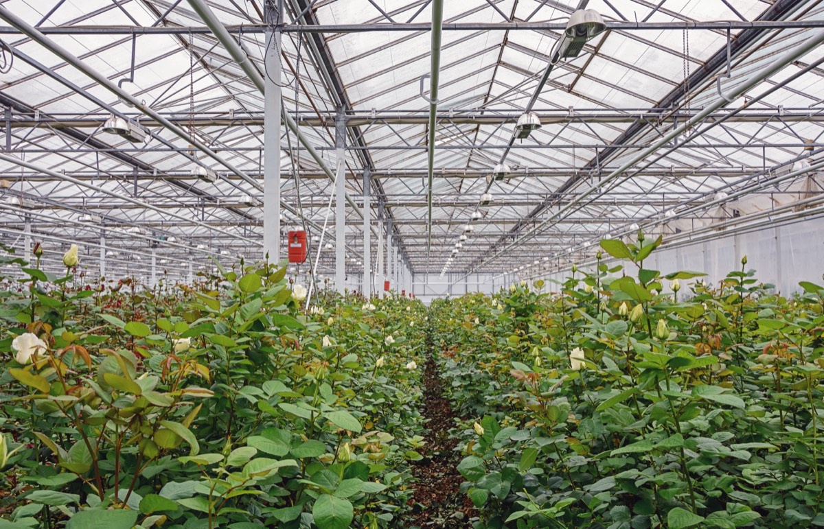 Rows of cultivated garden roses in a commercial nursery
