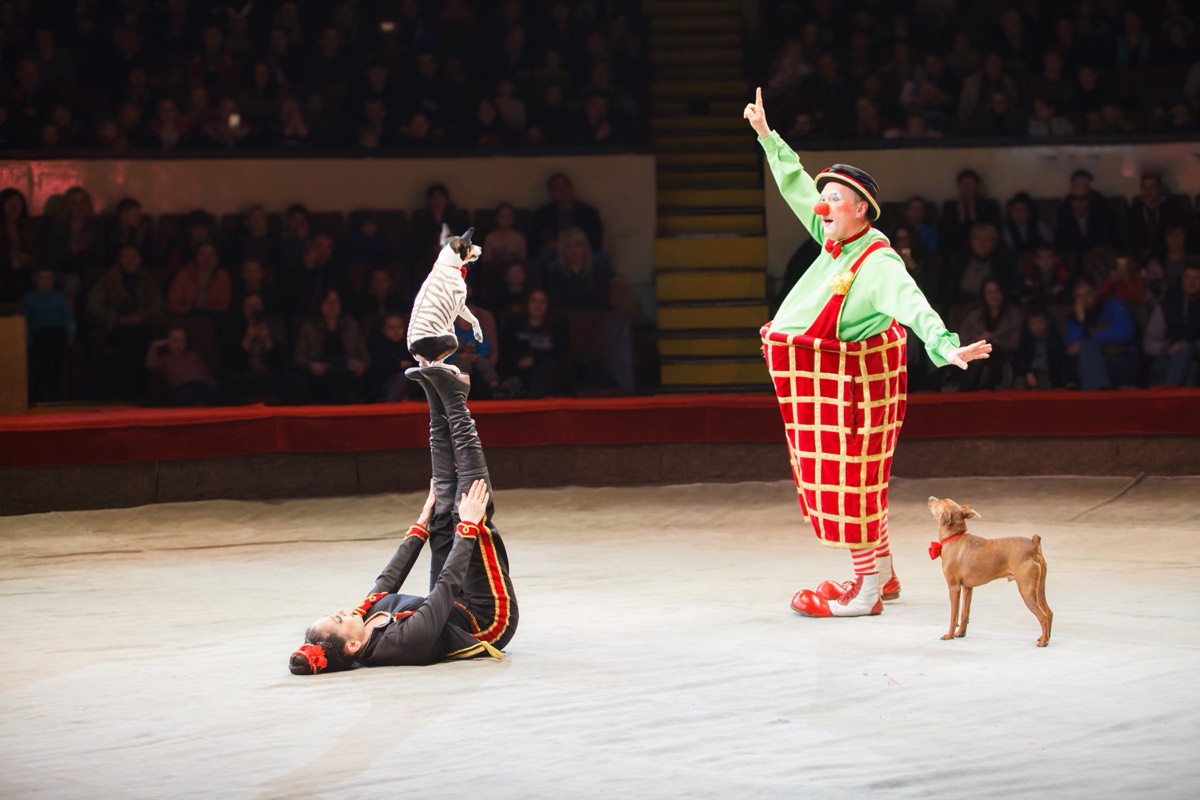 Performer launching from a circus cannon toward a distant net under stadium lights