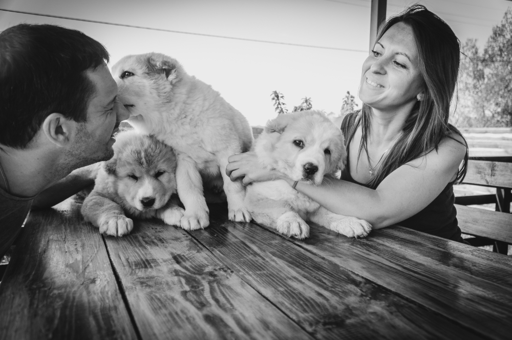 Black-and-white studio photograph of a litter of puppies on a bench