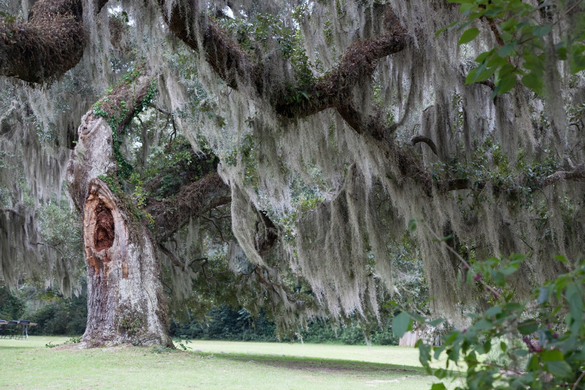 Antebellum plantation house with white columns framed by moss-draped oak trees