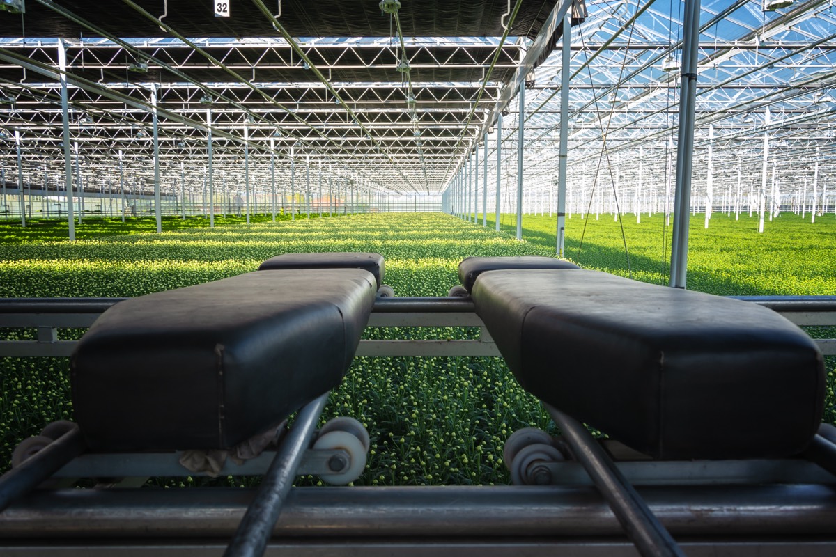 Rows of cultivated chrysanthemum plants in a commercial greenhouse